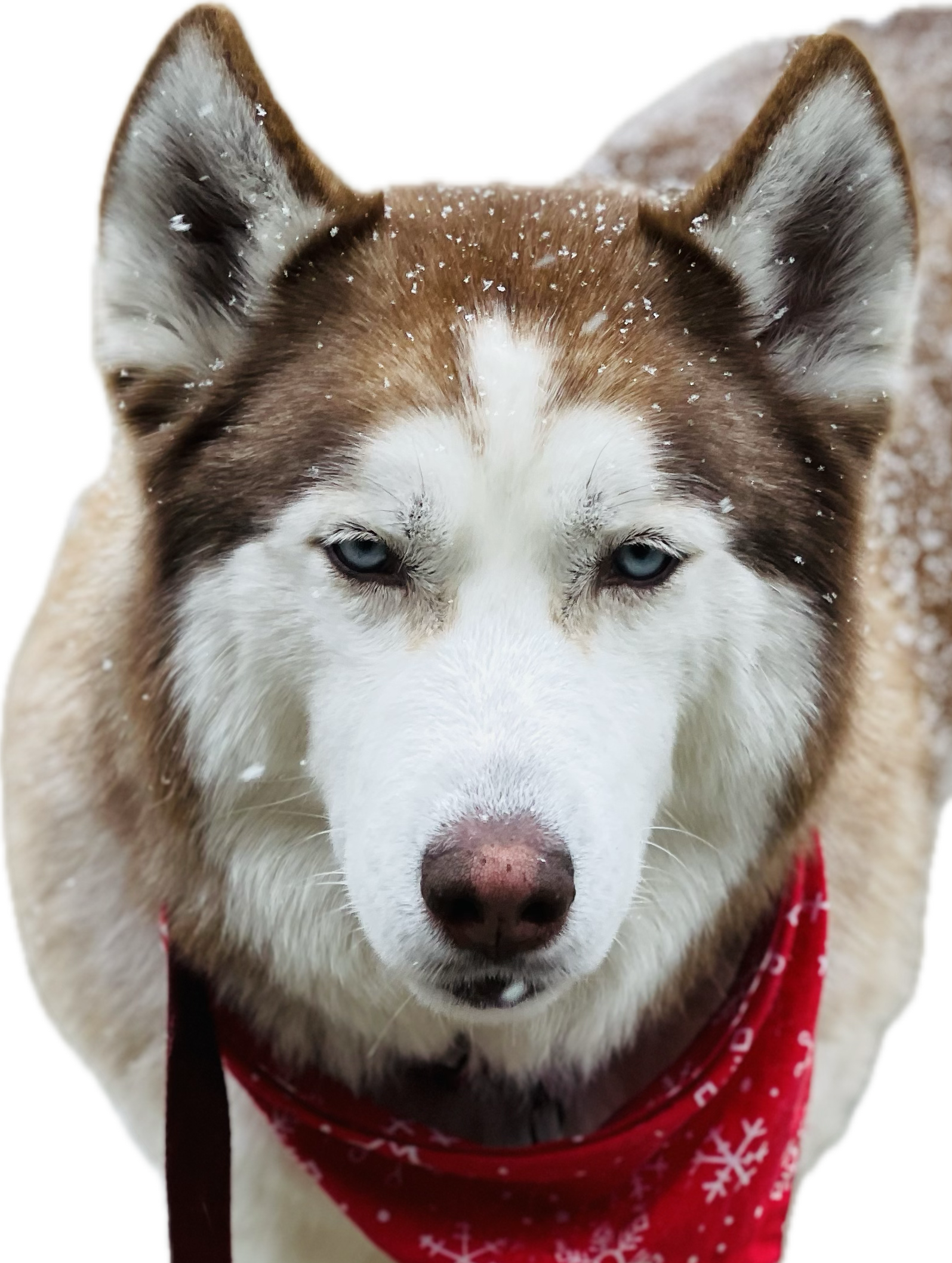 Maui, the original Captain Fluff, red Husky in a bandana