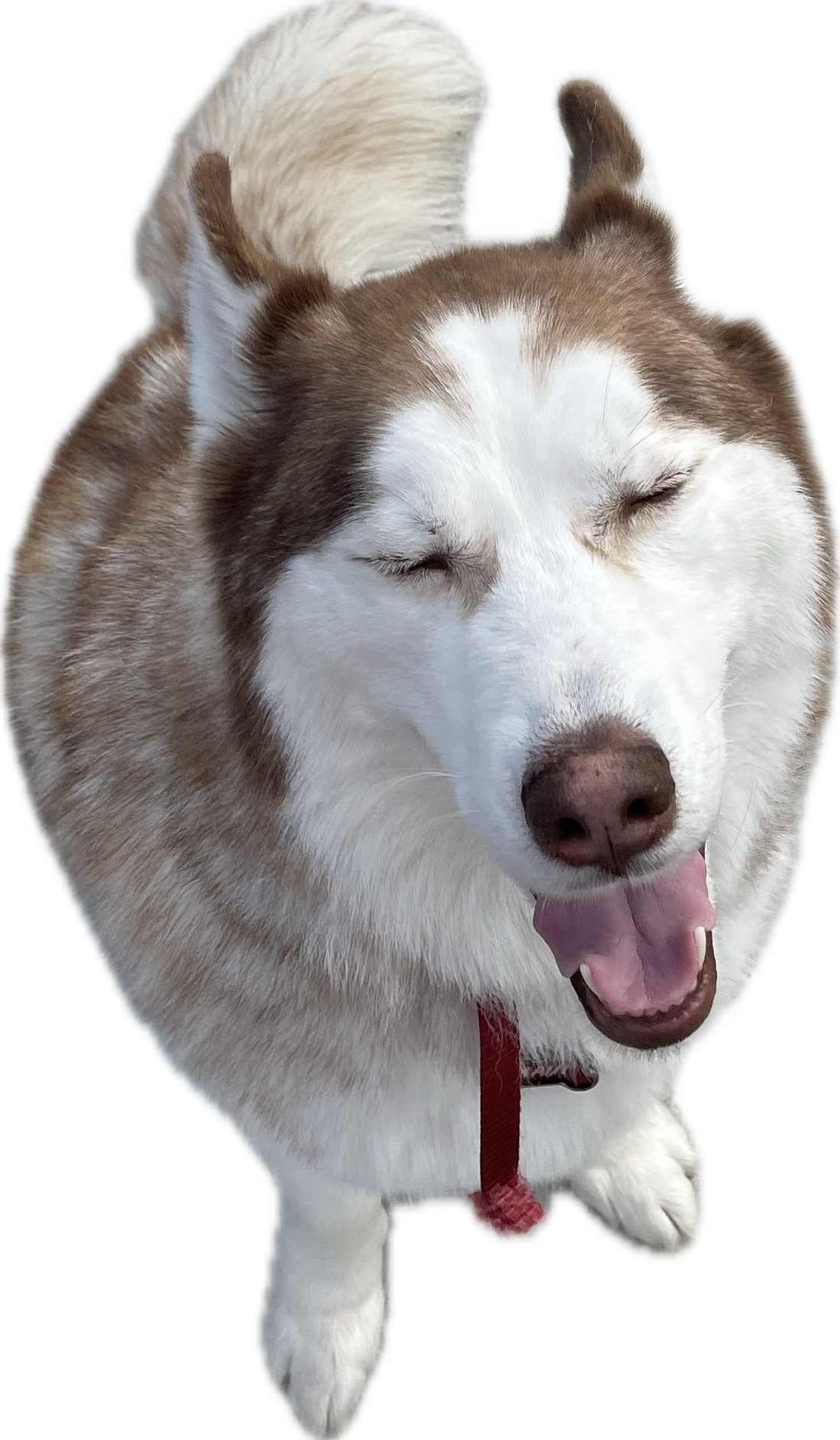 Maui, the original Captain Fluff, Husky mascot